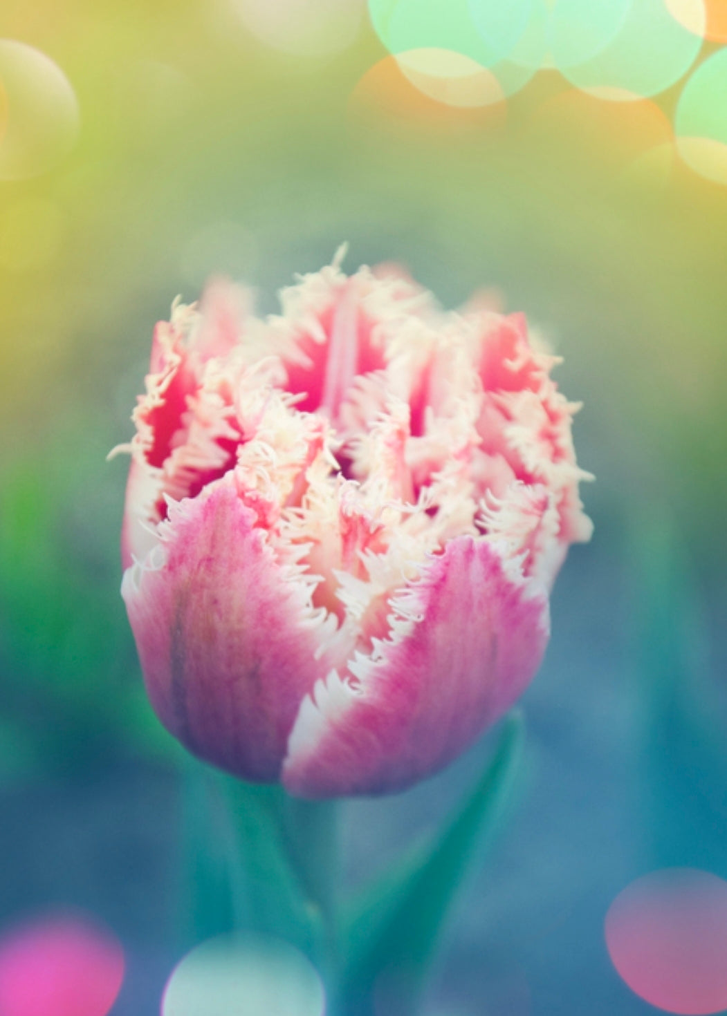 Tulips Fall Shipped Double Fringed Queensland (10 bulbs)