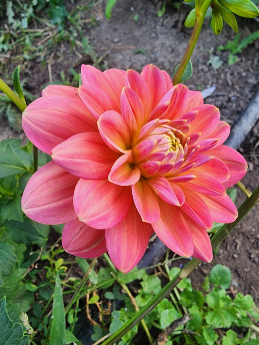 Morning Glory (1 tuber)