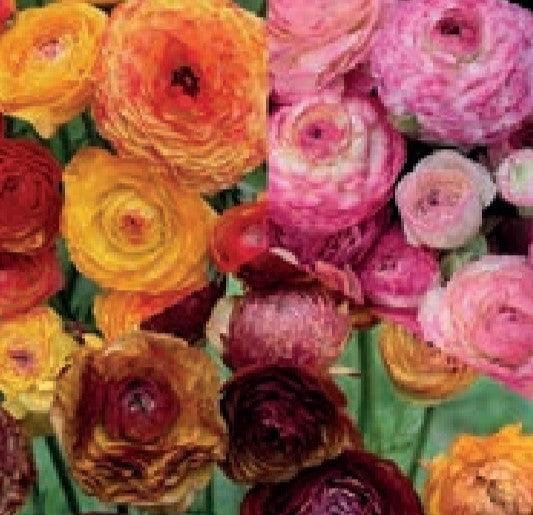 Aviv Mixed Ranunculus