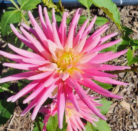 Park Princess (1 tuber)