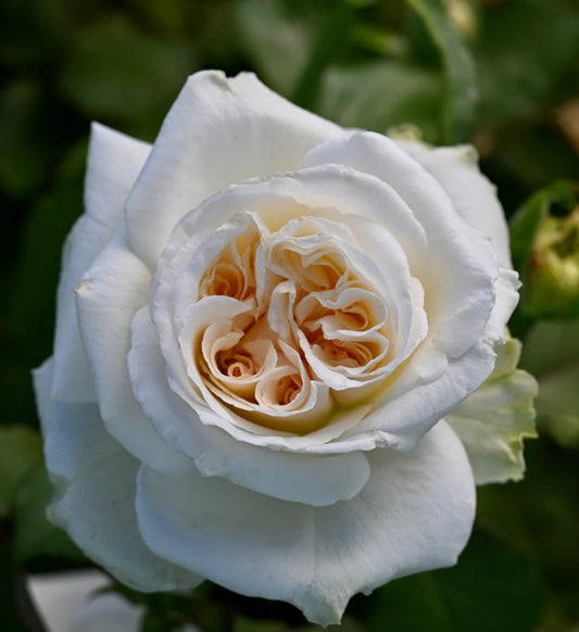 White O'Hara™ - Some Experience (1 Bare Root Rose)