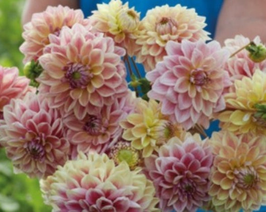 Dusty Beauty Imported (1 Tuber)