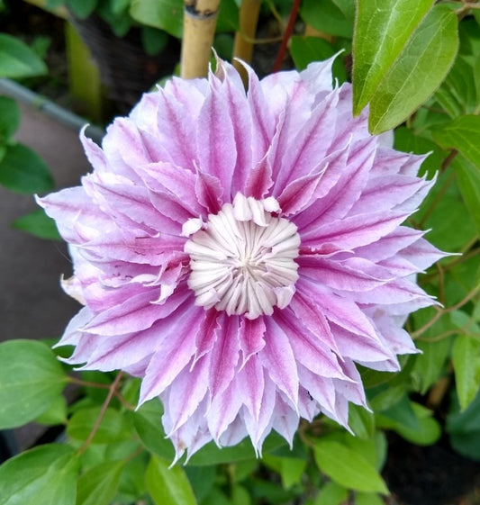 Canada Only Josephine Clematis