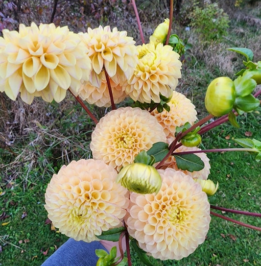 Skeena Daybreak (1 tuber)