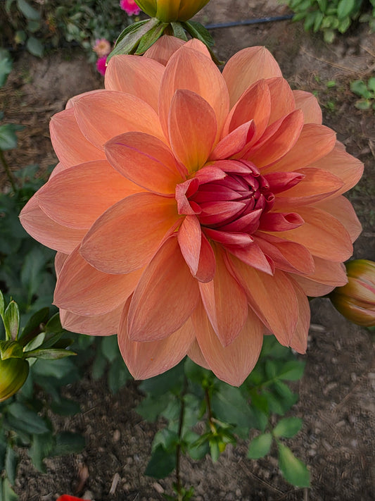 Apricot Desire (1 tuber)