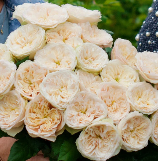 Darlington™ - Experienced (1 Bare Root Rose)