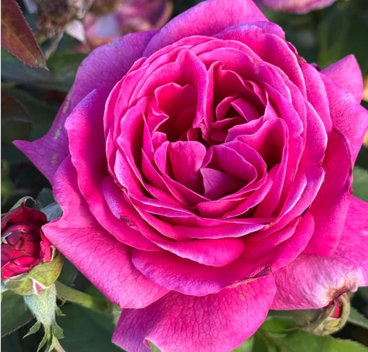 In the Pink™ - Beginner (1 Bare Root Rose)