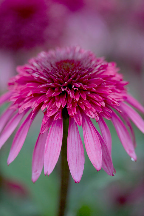 Echinacea Supreme Elegance  (10 roots)