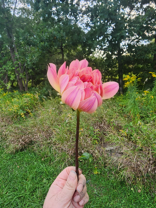Annie Bananie (1 tuber)