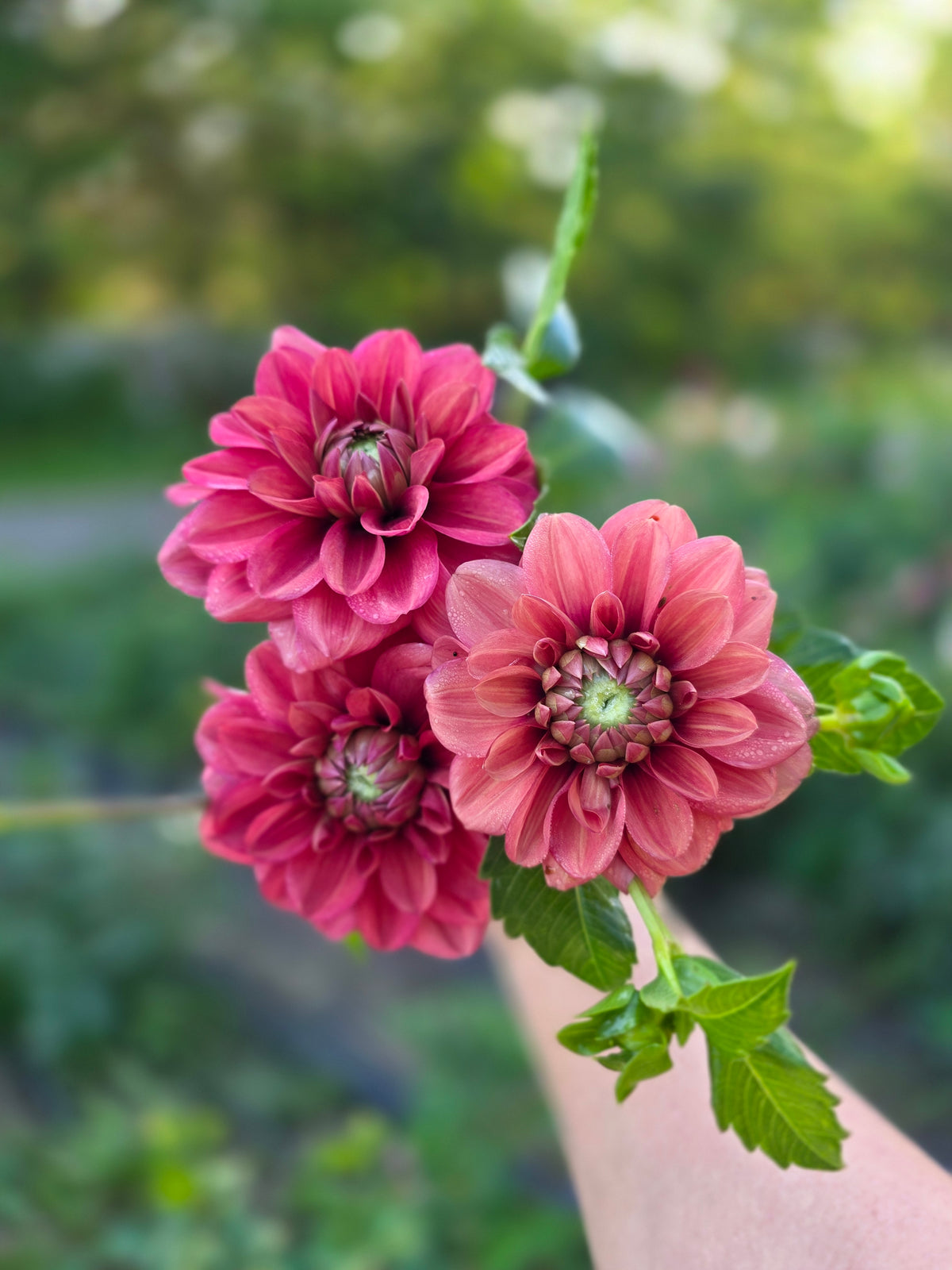 LIMIT ONE Letterkenny Tea Rose 🇨🇦 (1 tuber)