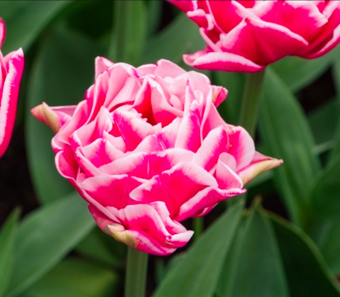 Tulips Fall Shipped Let's Dance (10 bulbs)