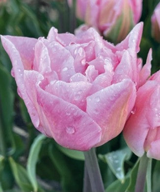 Tulips Fall Shipped Mariage (10 bulbs)