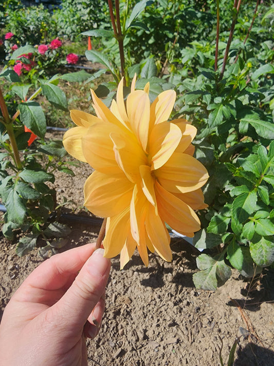 Apricot Desire (1 tuber)