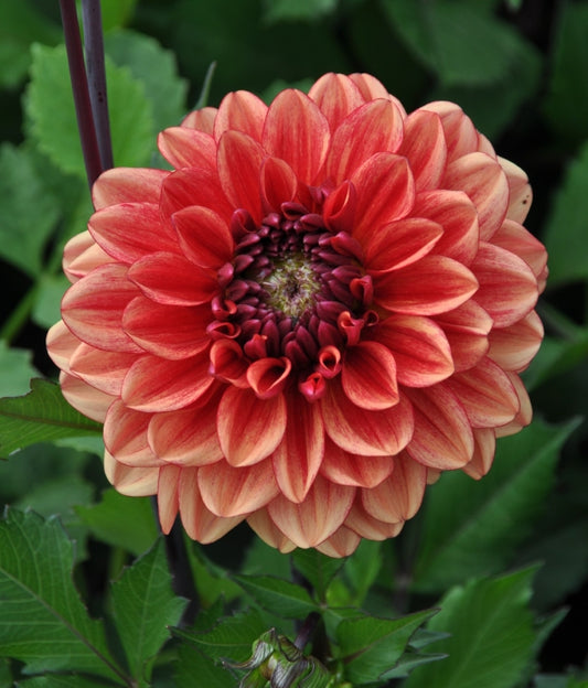Glossy Miraza Imported (1 Tuber)