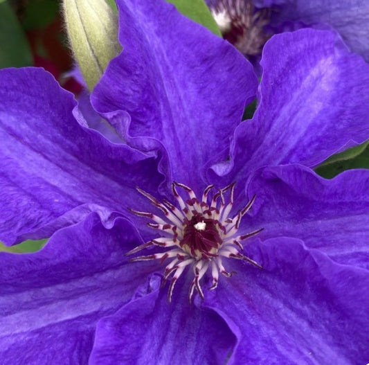 Canada Only Lindsay Clematis