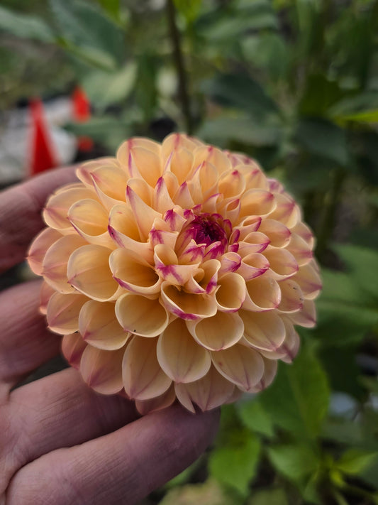 Skeena Ruby Duby (1 tuber)