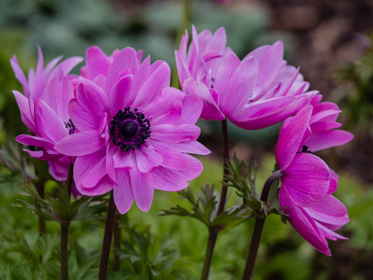 Anemone Sylphide (10 corms)