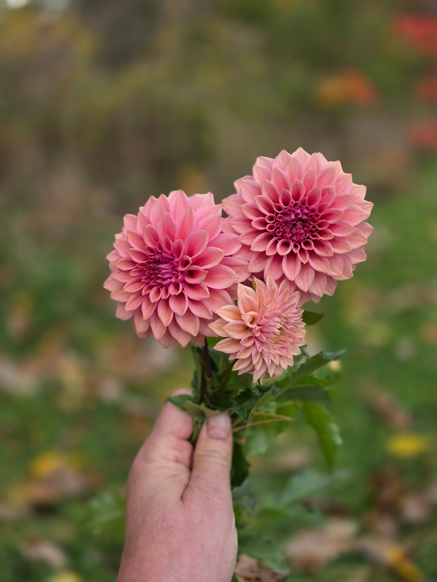 Canada Only Spring Shipped Lee's Swiss Miss (1 cutting)