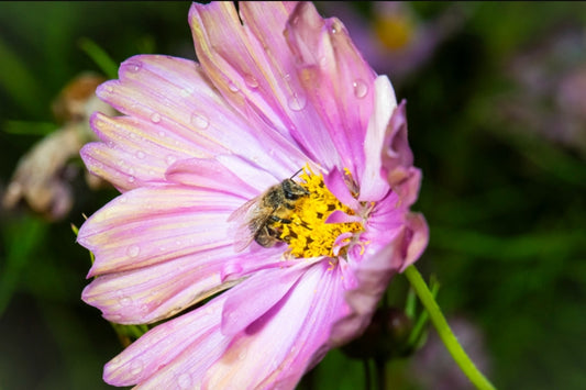 Cosmos Flamingo (10 roots)