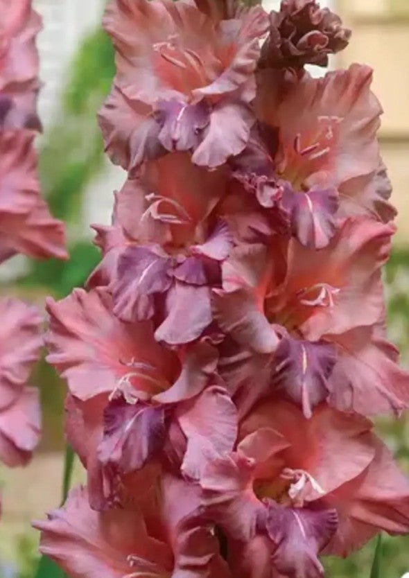 Earl Grey Gladiolus