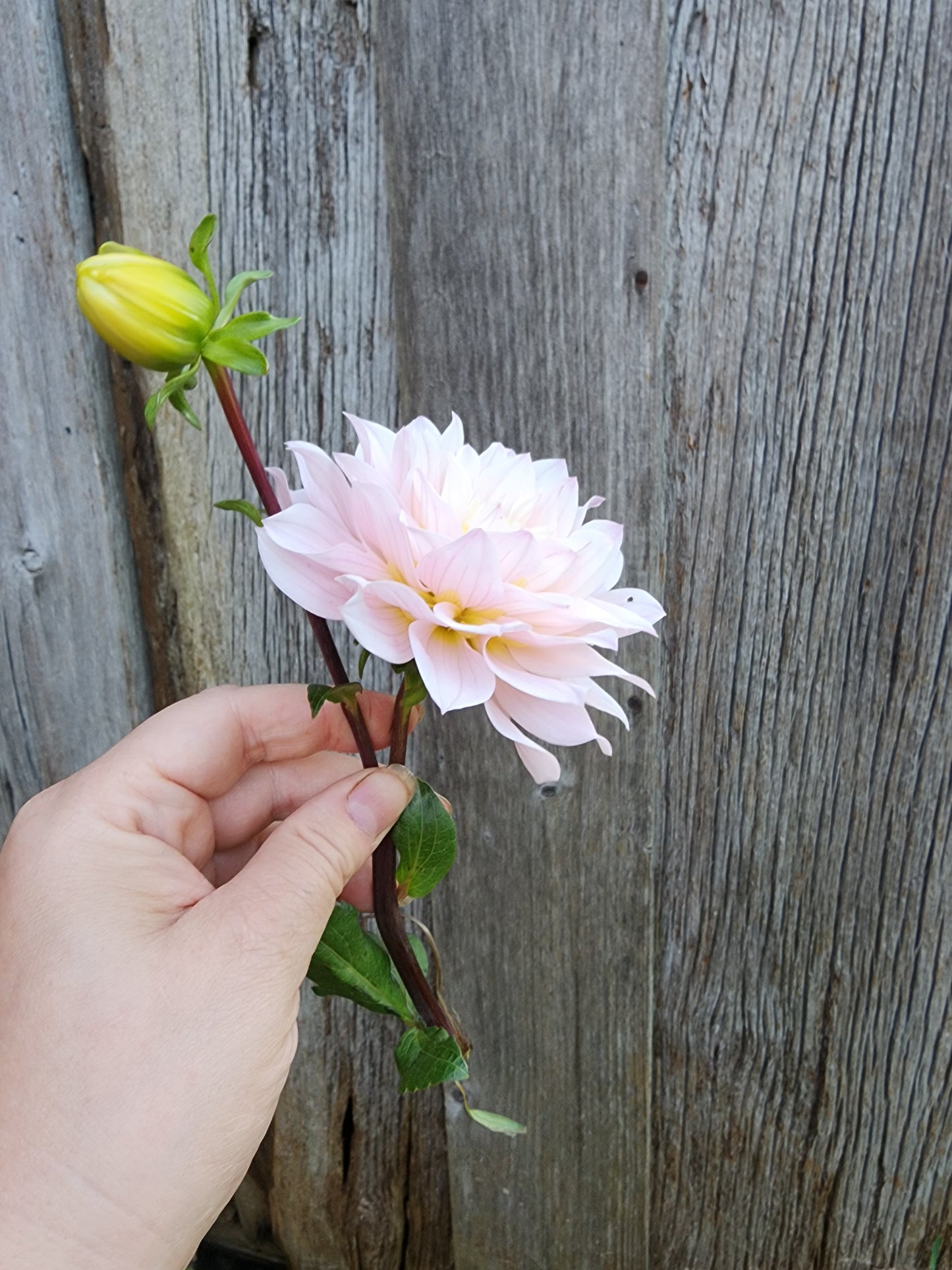 Canada Only Spring Shipped Skeena Yve (1 cutting)