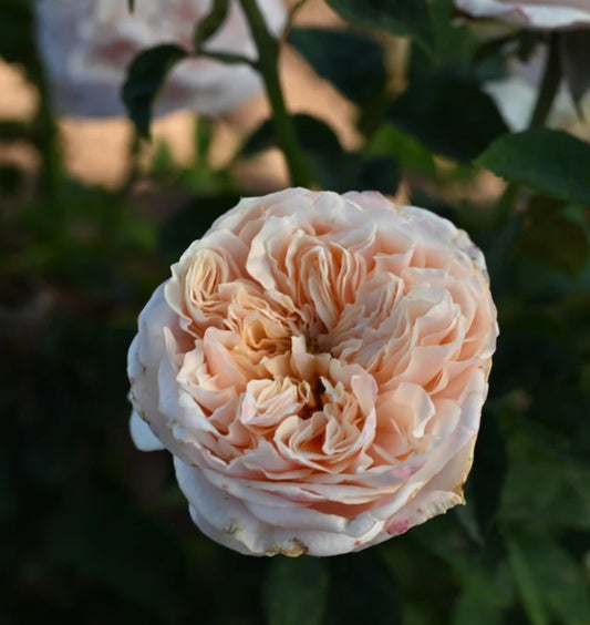 Notting Hill™ - Some Experience (1 Bare Root Rose)