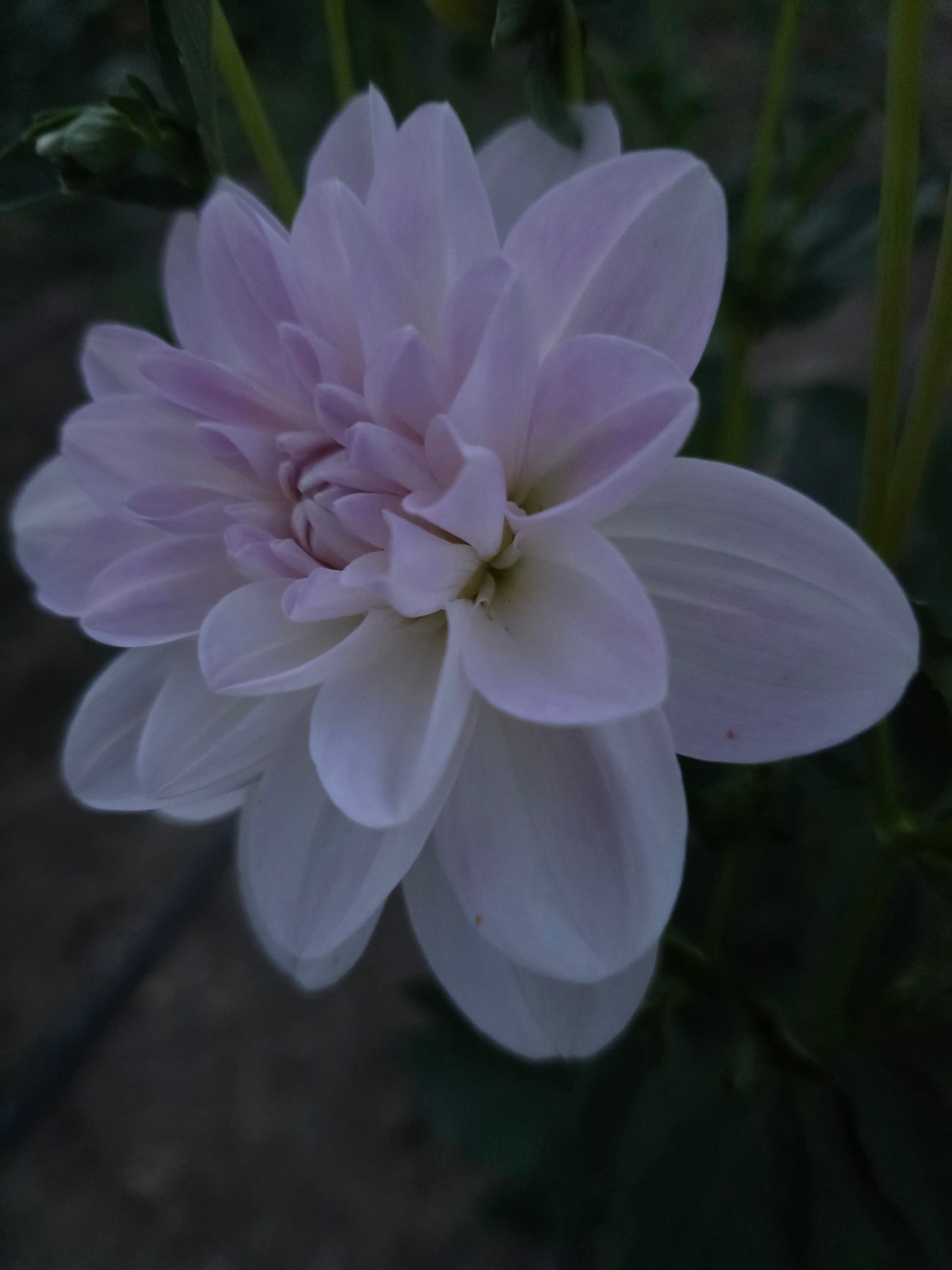 Porcelain (1 Tuber)