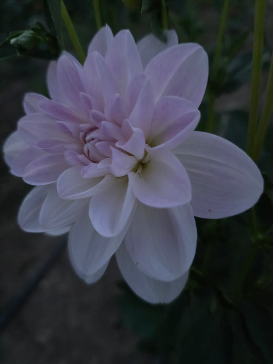 Porcelain (1 Tuber)