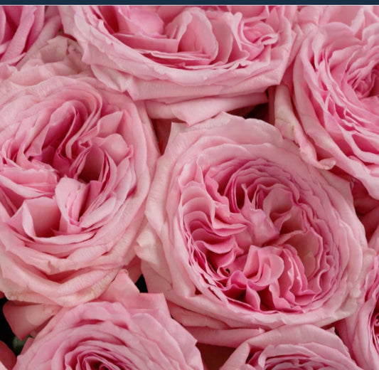 Pink O'Hara™ (1 Bare Root Rose)