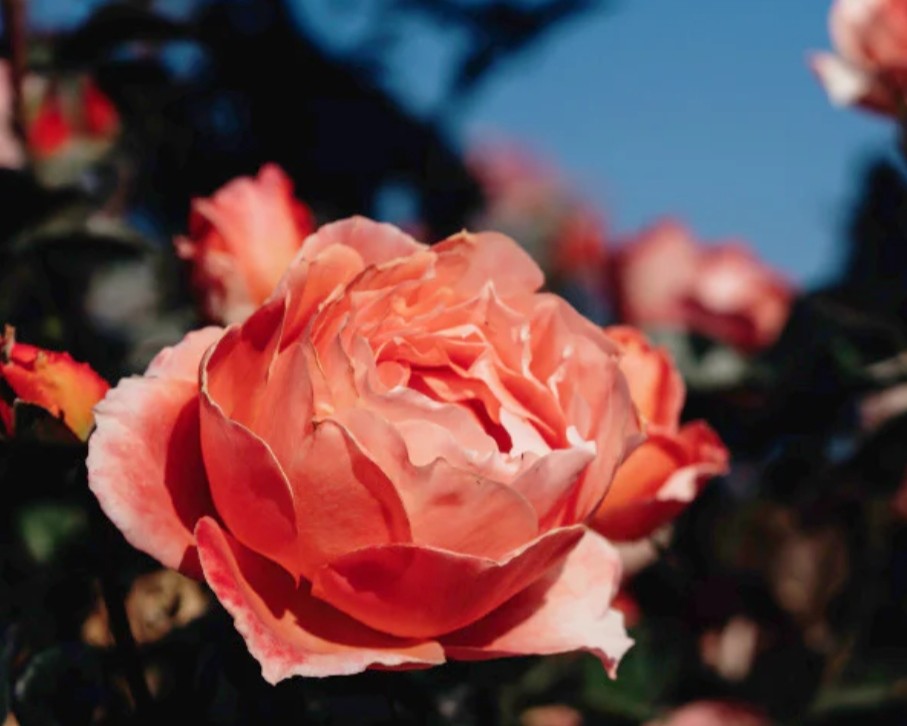 Peach Tea™ - Some Experience (1 Bare Root Rose)