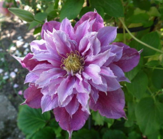 Canada Only Piilu Clematis