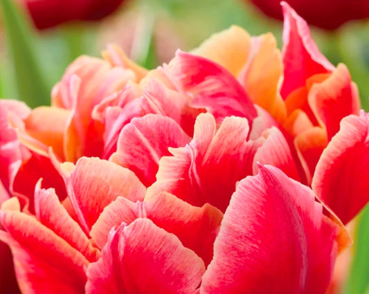 Tulips Fall Shipped Double Early Verona Sunrise (10 bulbs)
