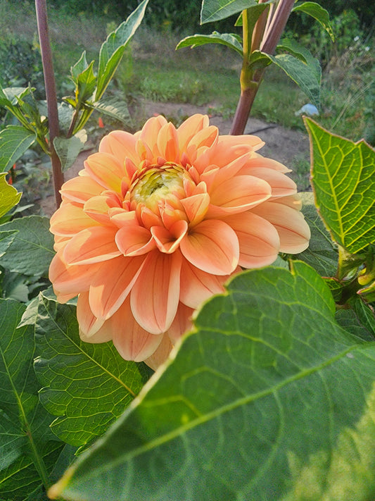 HB Galatea (1 tuber)