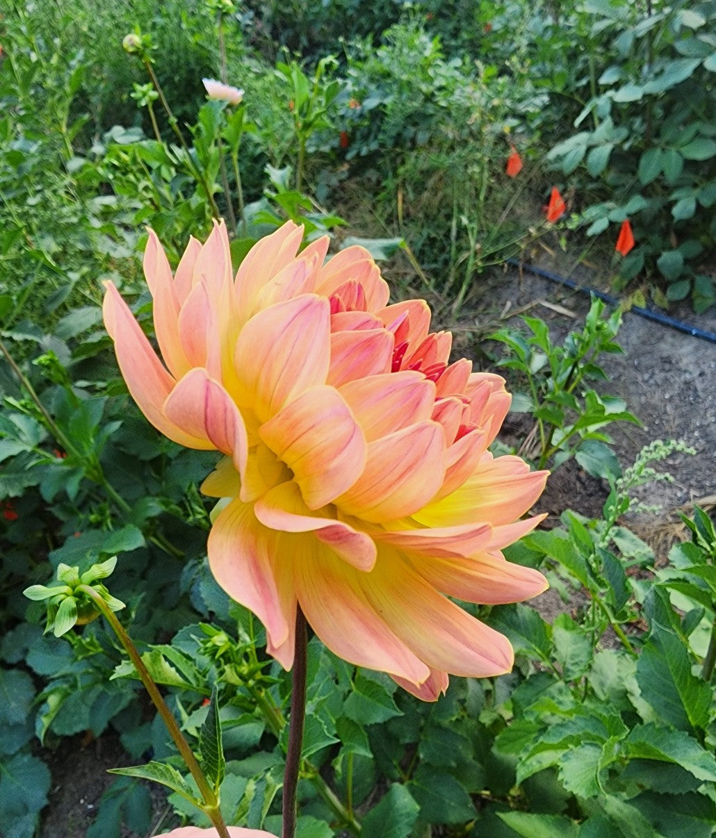 Canada Only Spring Shipped Annie Bananie (1 cutting)