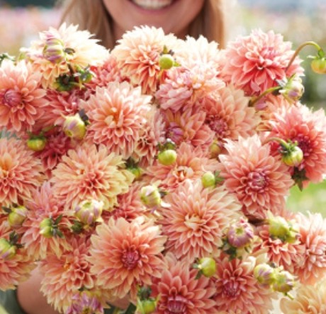 Kick Off (1 Imported Tuber)