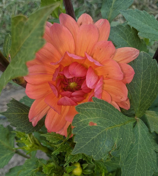 Cheerleader (1 tuber)
