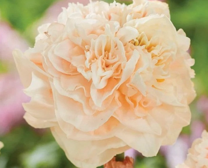 Daffodil Fall Shipped Pom Pom Rose (10 bulbs)
