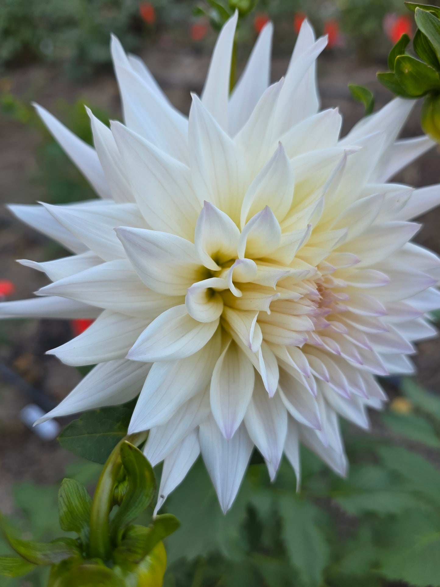 Sandia Stargazer (1 tuber)