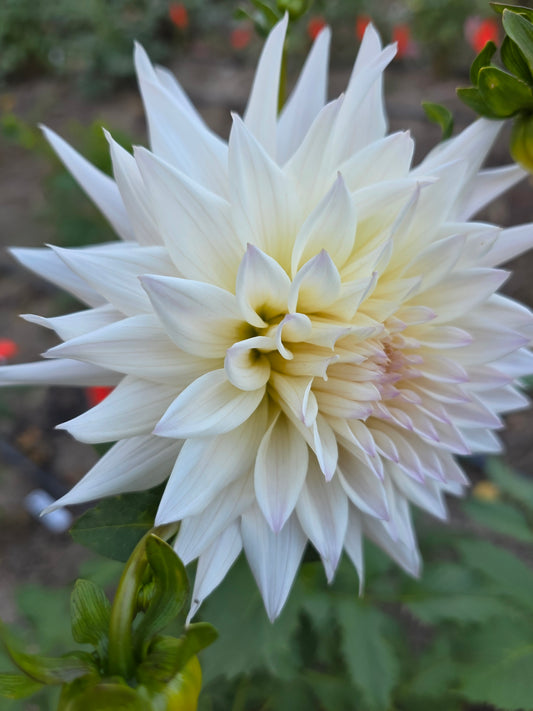 Sandia Stargazer (1 tuber)