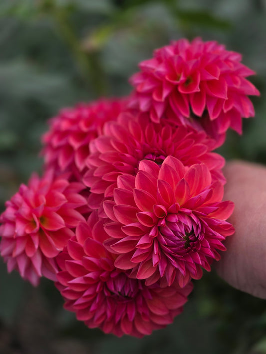 Northwind Ruby 🇨🇦 (1 tuber)