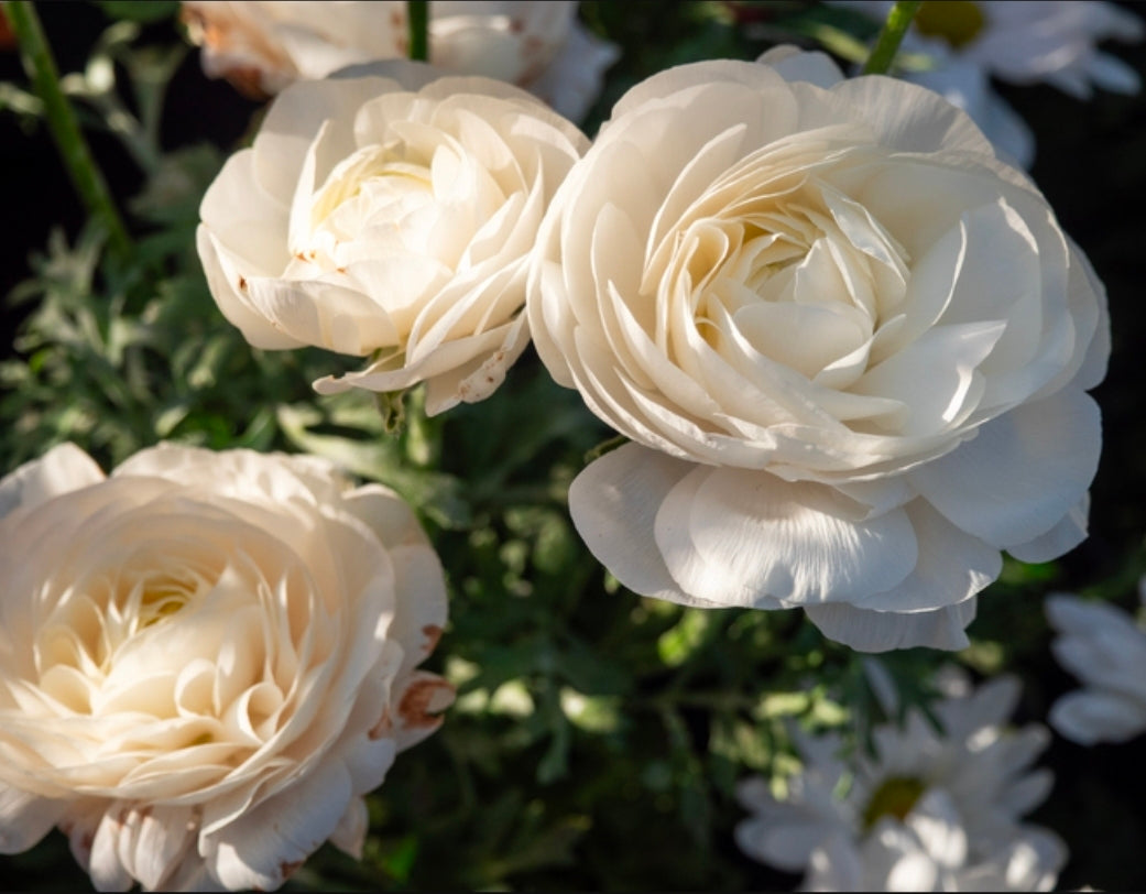 Ranunculus Fall Shipped Amandine White (10 corms)