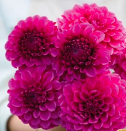 Dylan Magenta Imported (1 Tuber)