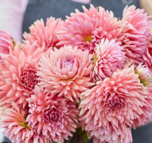 Cactus Madeleine Imported tuber