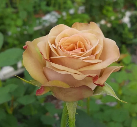 Cappucino™ - Experienced (1 Bare Root Rose)