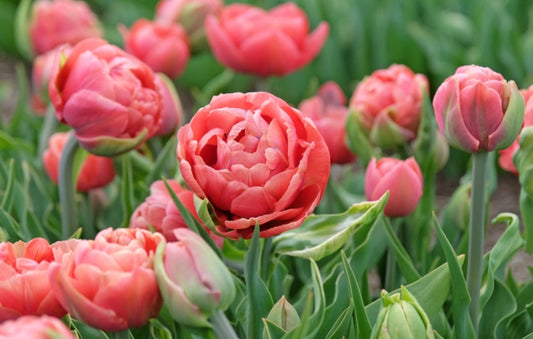 Tulips Fall Shipped Double Early Copper Image (10 bulbs)