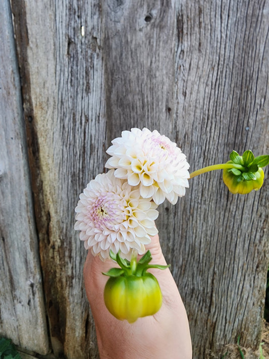 Skeena Posh (1 tuber)