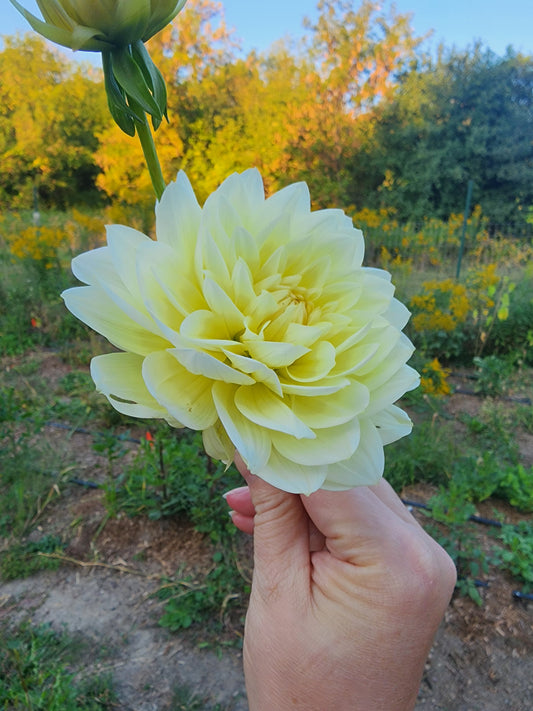 Cream Beauty (1 tuber)