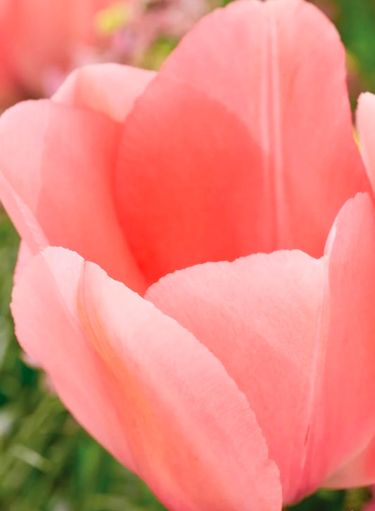 Tulips Fall Shipped Darwin Bella Blush (10 bulbs)