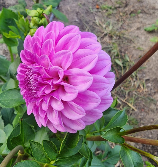 Canada Only Spring Shipped Glenmarc Connie (1 cutting)