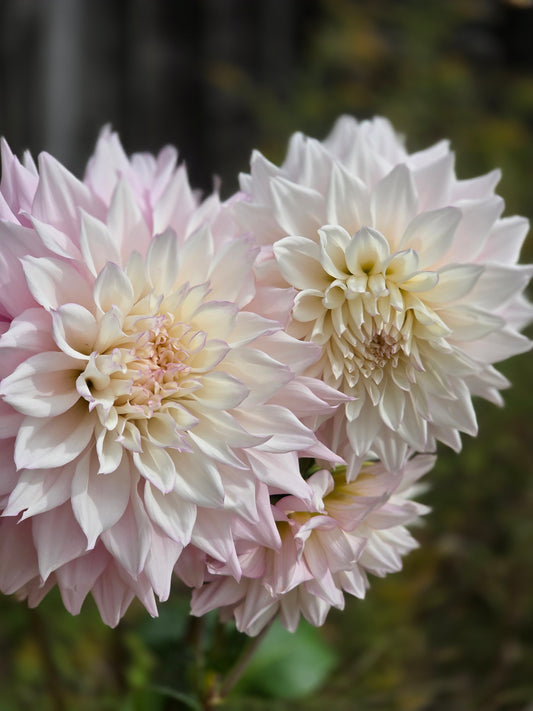 Lee's Blushed Charmeuse (1 tuber)